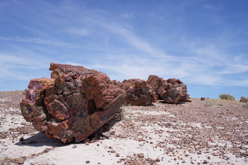 Petrified wood log in the arid landscape of Petrified Forest National Park, Arizona.