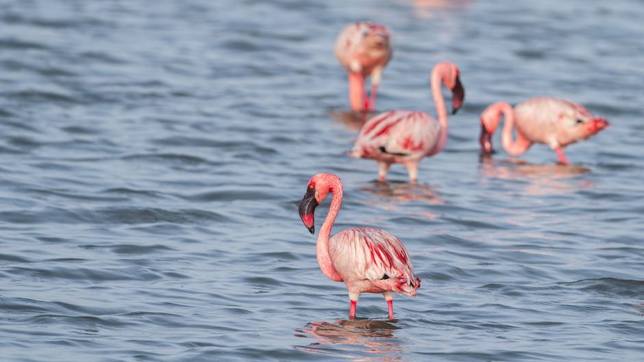 A group of lesser flamingos wading in the shallow waters of a serene lake.
