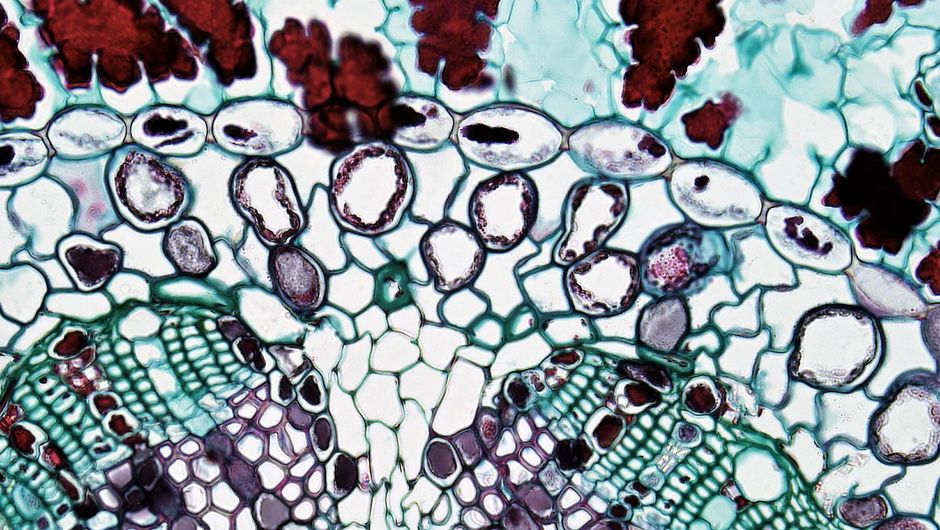 Colorful microscopic image showcasing the intricate details of plant tissue cells.